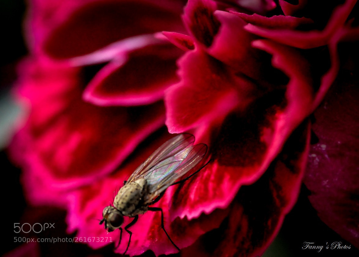Nikon D300S sample photo. Little fly. photography