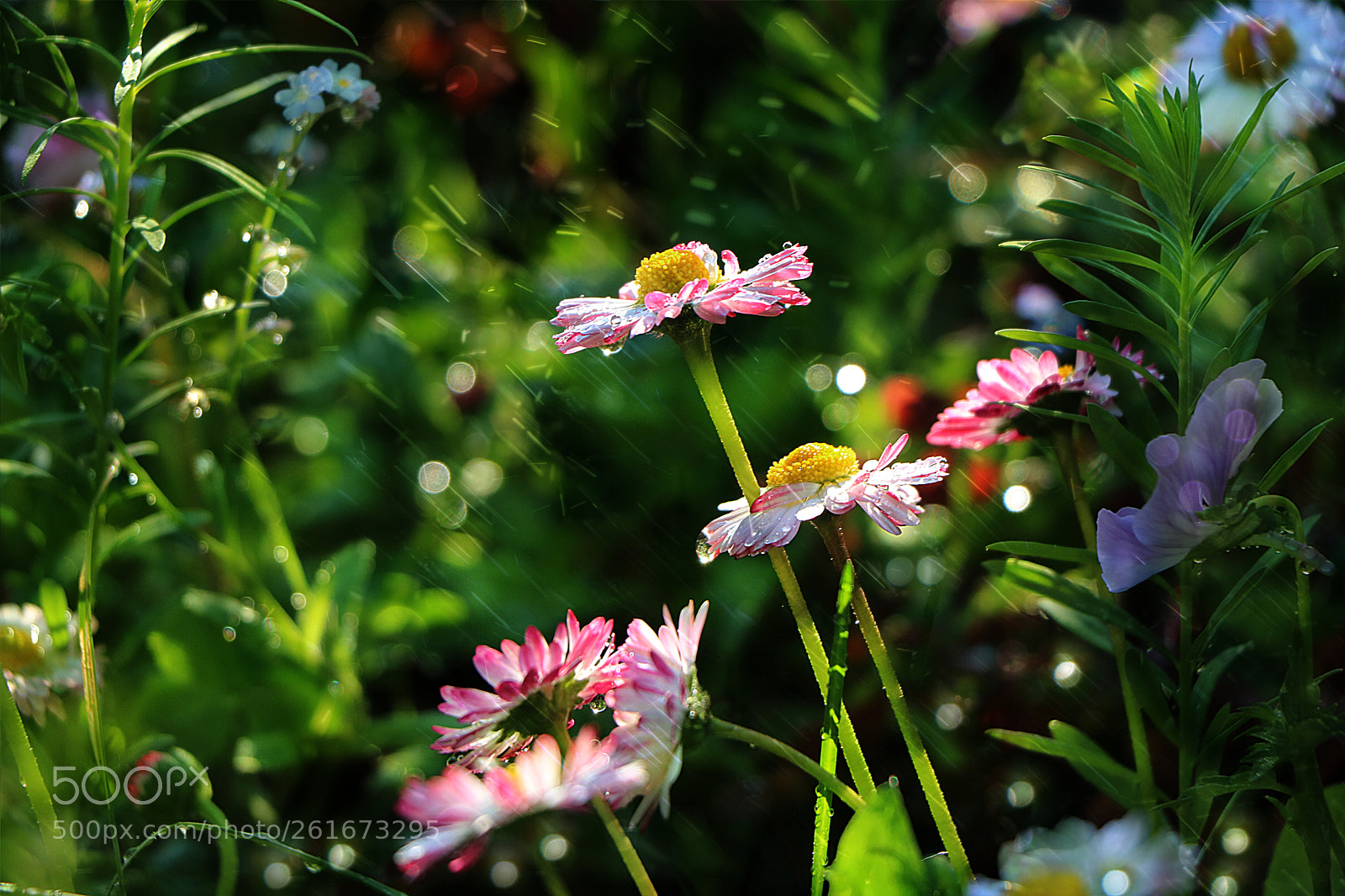 Canon EOS 750D (EOS Rebel T6i / EOS Kiss X8i) sample photo. к солнцу photography
