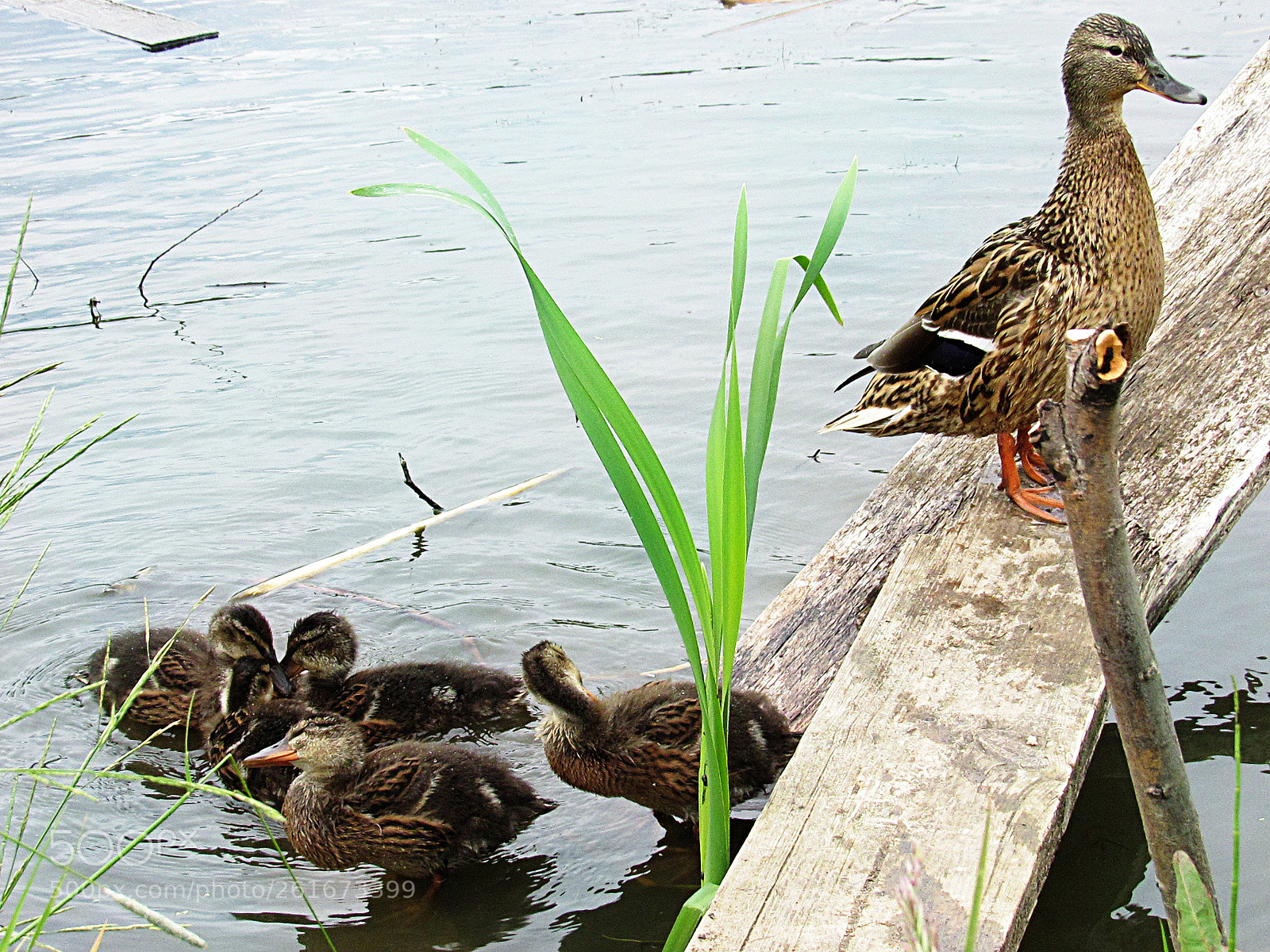 Canon PowerShot SX520 HS sample photo. () photography
