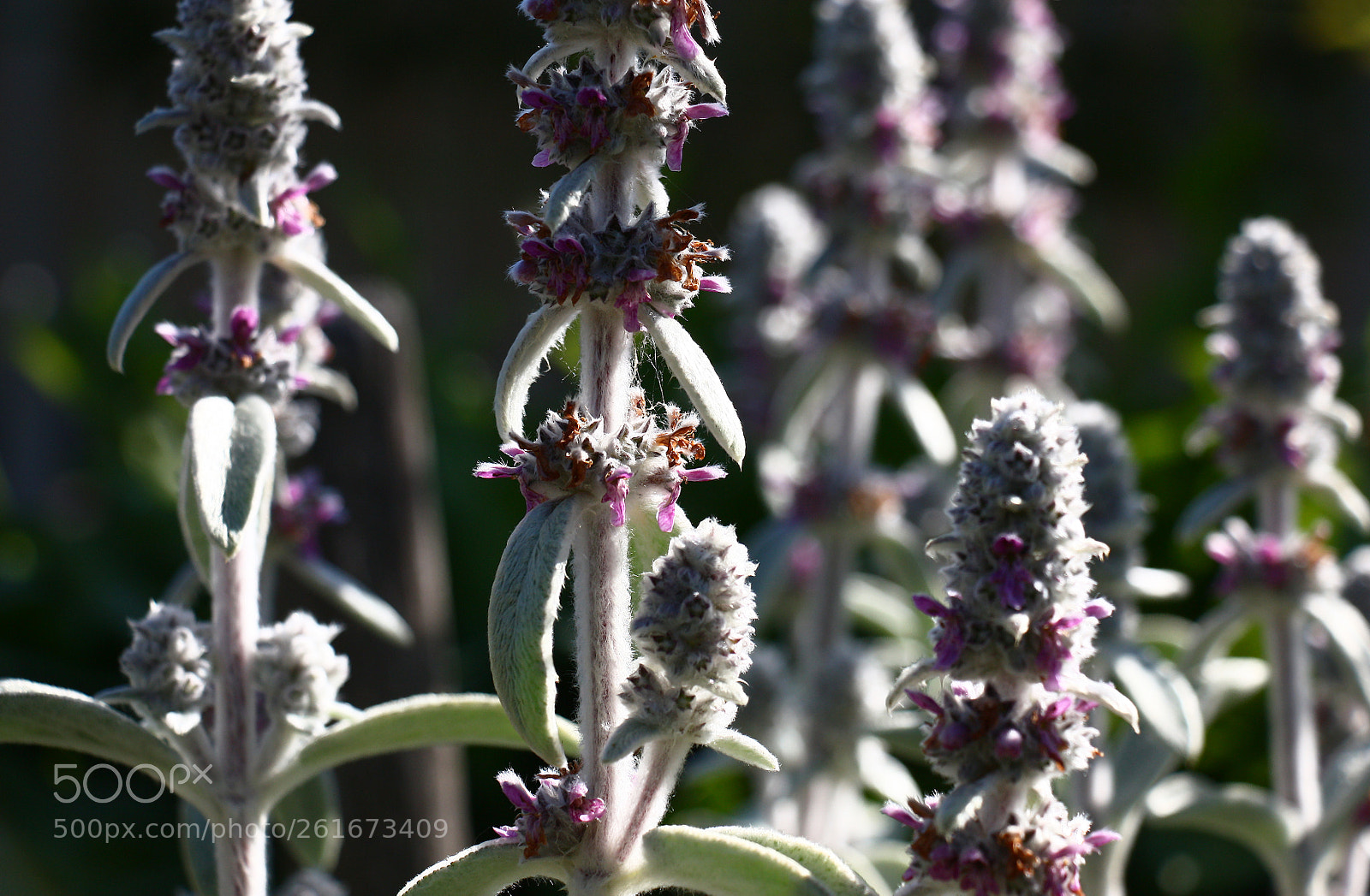 Canon EOS 450D (EOS Rebel XSi / EOS Kiss X2) sample photo. The stachys blossoms.morning. photography
