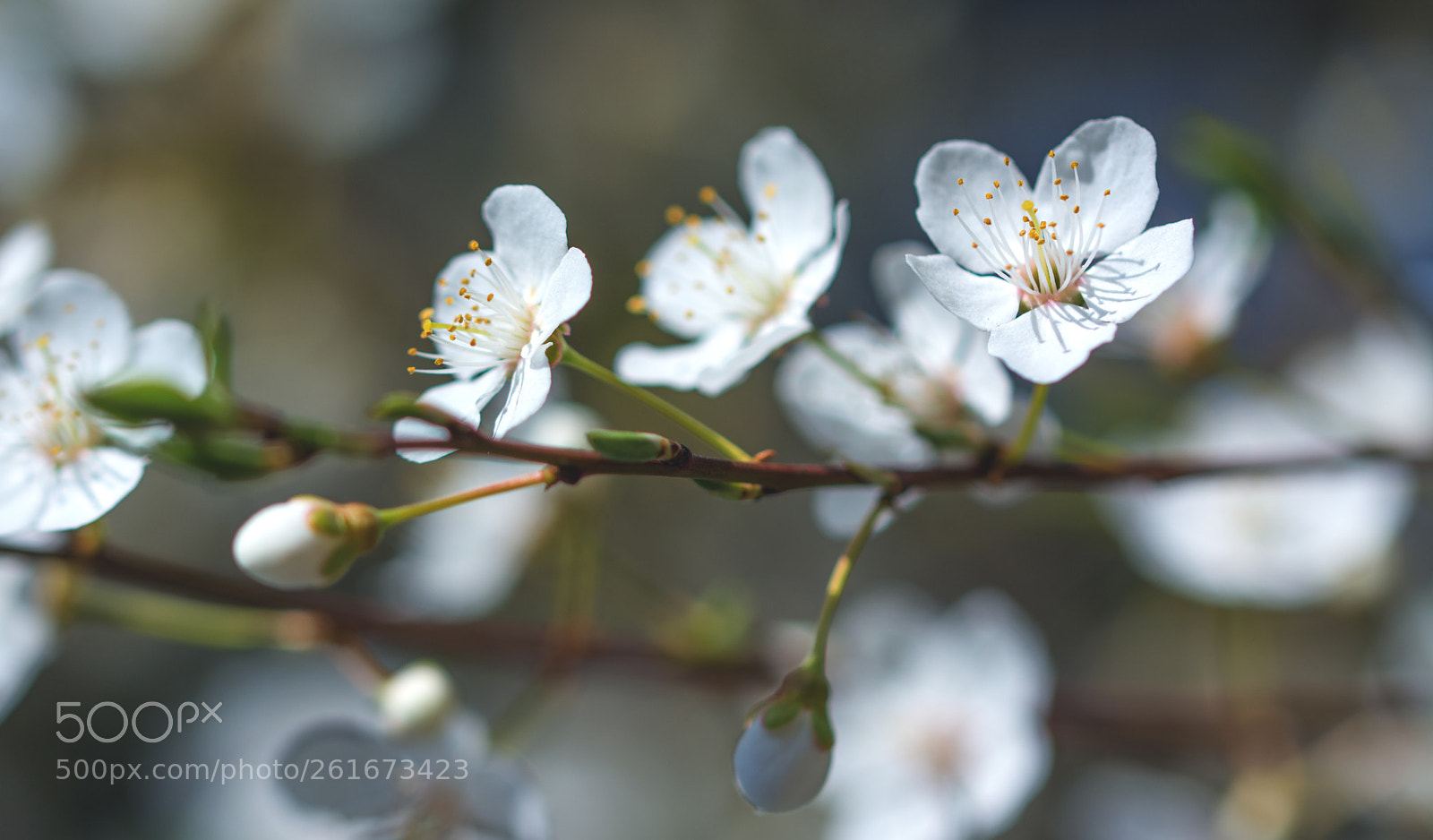 Nikon D7100 sample photo. Blossoms photography