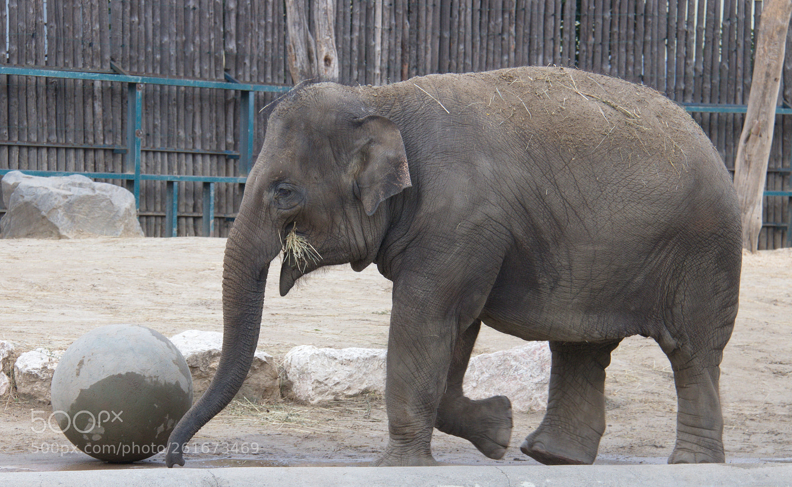 Canon EOS 800D (EOS Rebel T7i / EOS Kiss X9i) sample photo. Elephant nibbling photography
