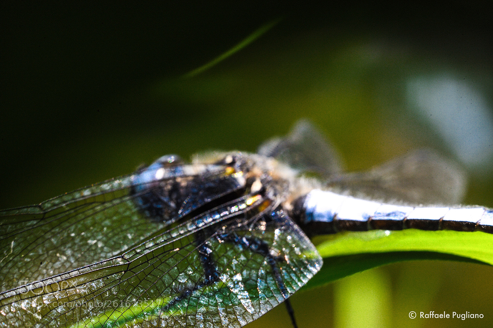 Nikon D3 sample photo. Dragonfly photography
