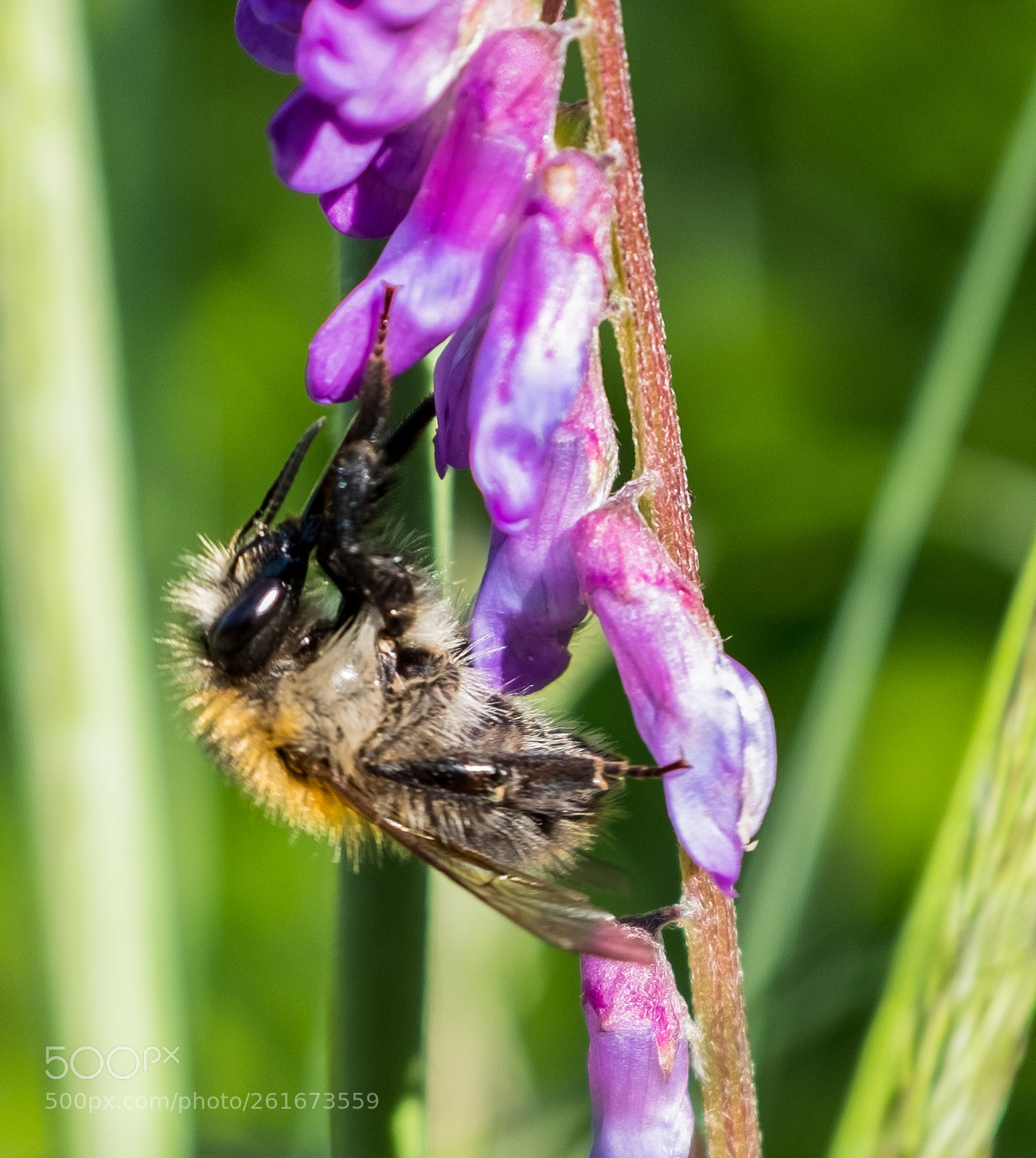 Fujifilm X100F sample photo. Bumblebee on a beautiful photography