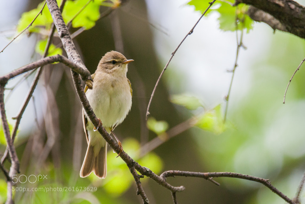 Canon EOS 350D (EOS Digital Rebel XT / EOS Kiss Digital N) sample photo. Willow warbler (phylloscopus trochilus) photography