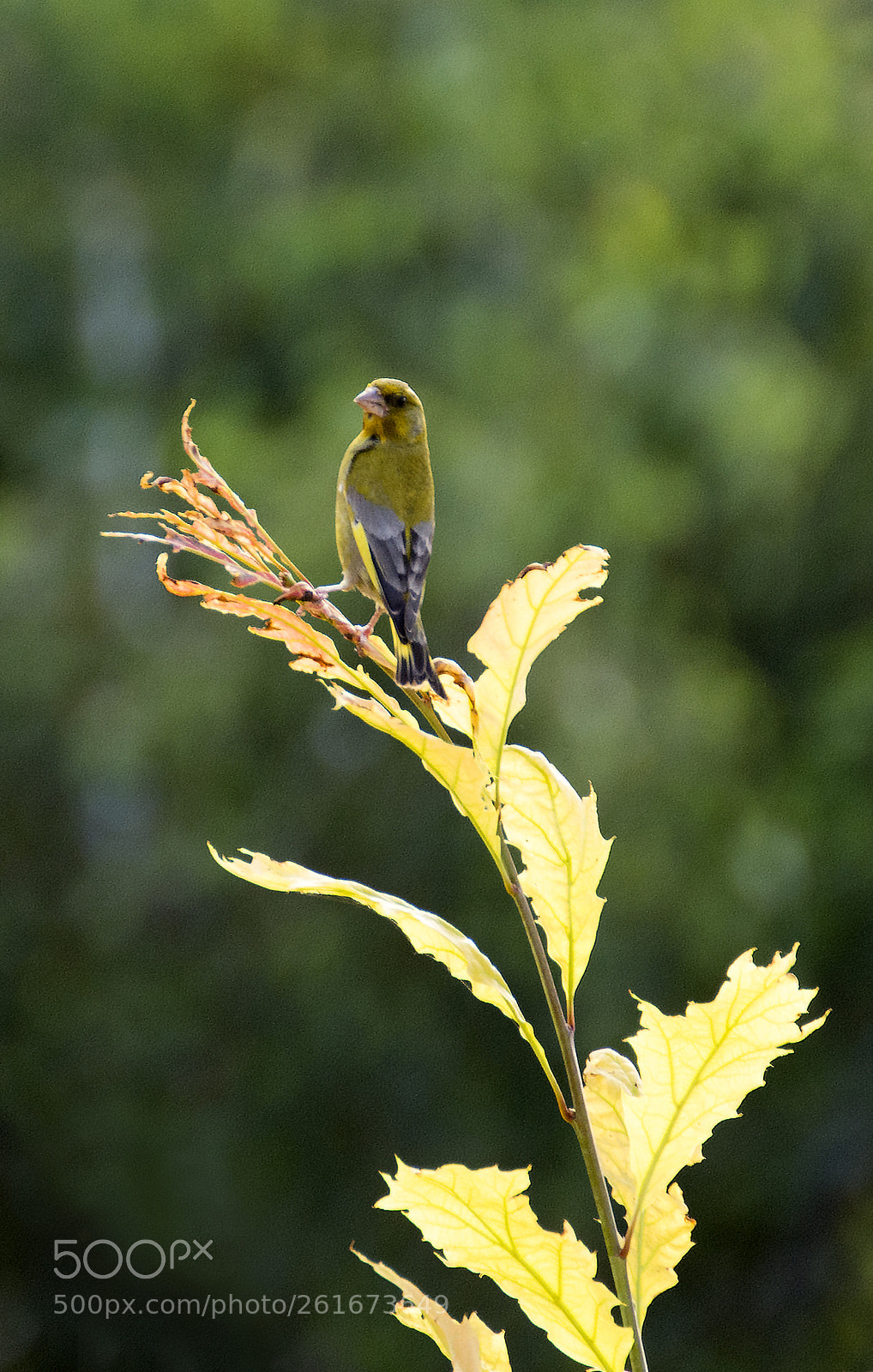Nikon D7100 sample photo. Serinus photography