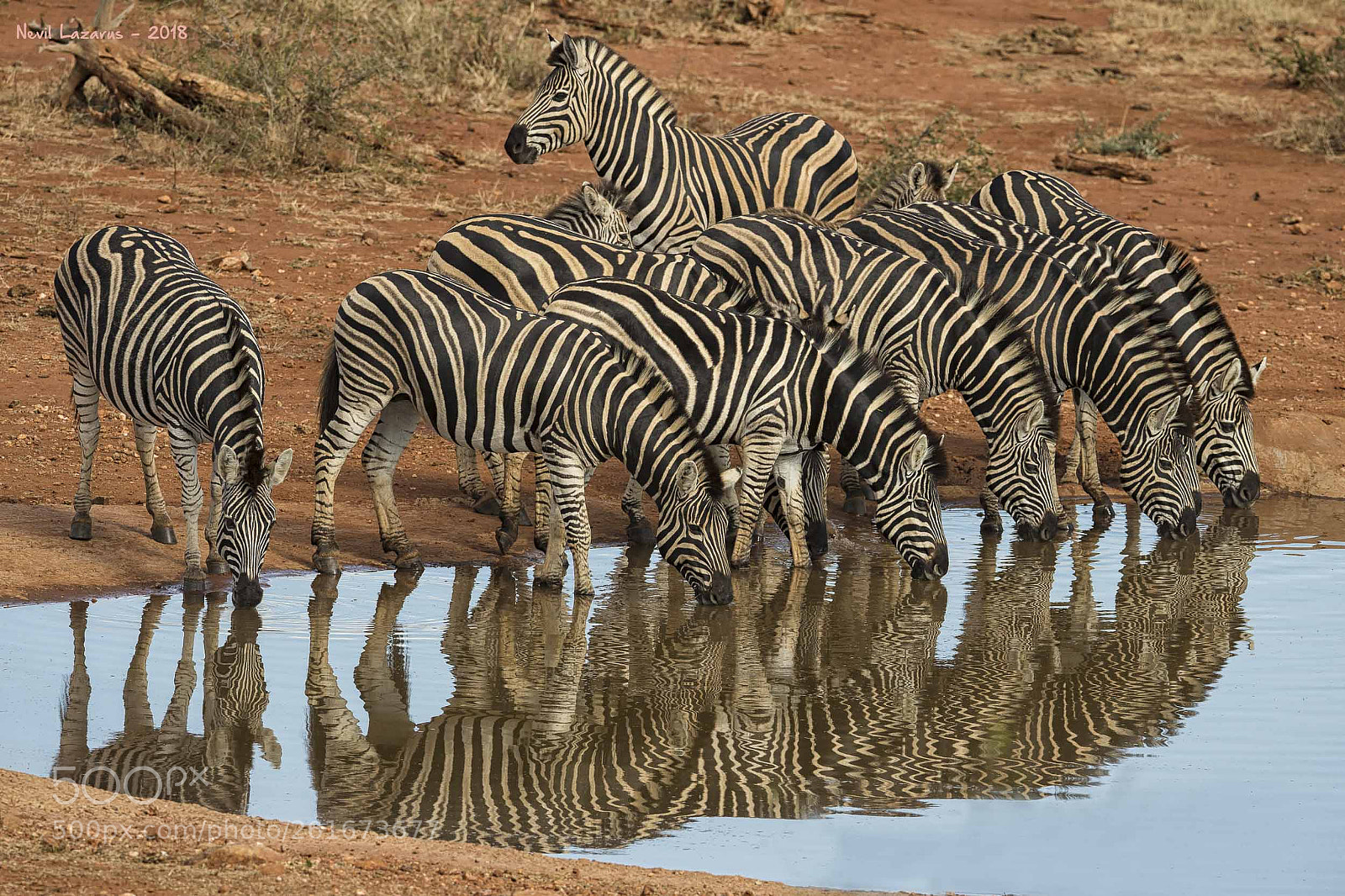 Canon EOS-1D X sample photo. Zebra reflections photography