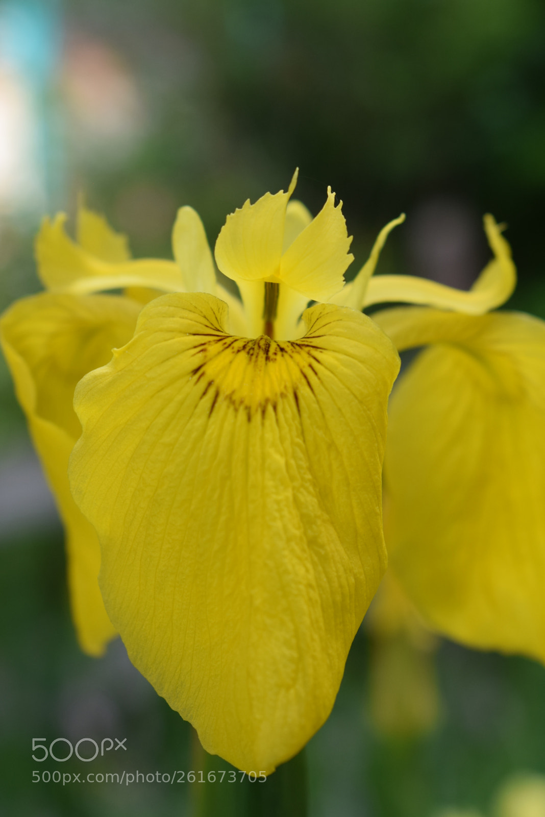 Nikon D3300 sample photo. Iris aquatique photography
