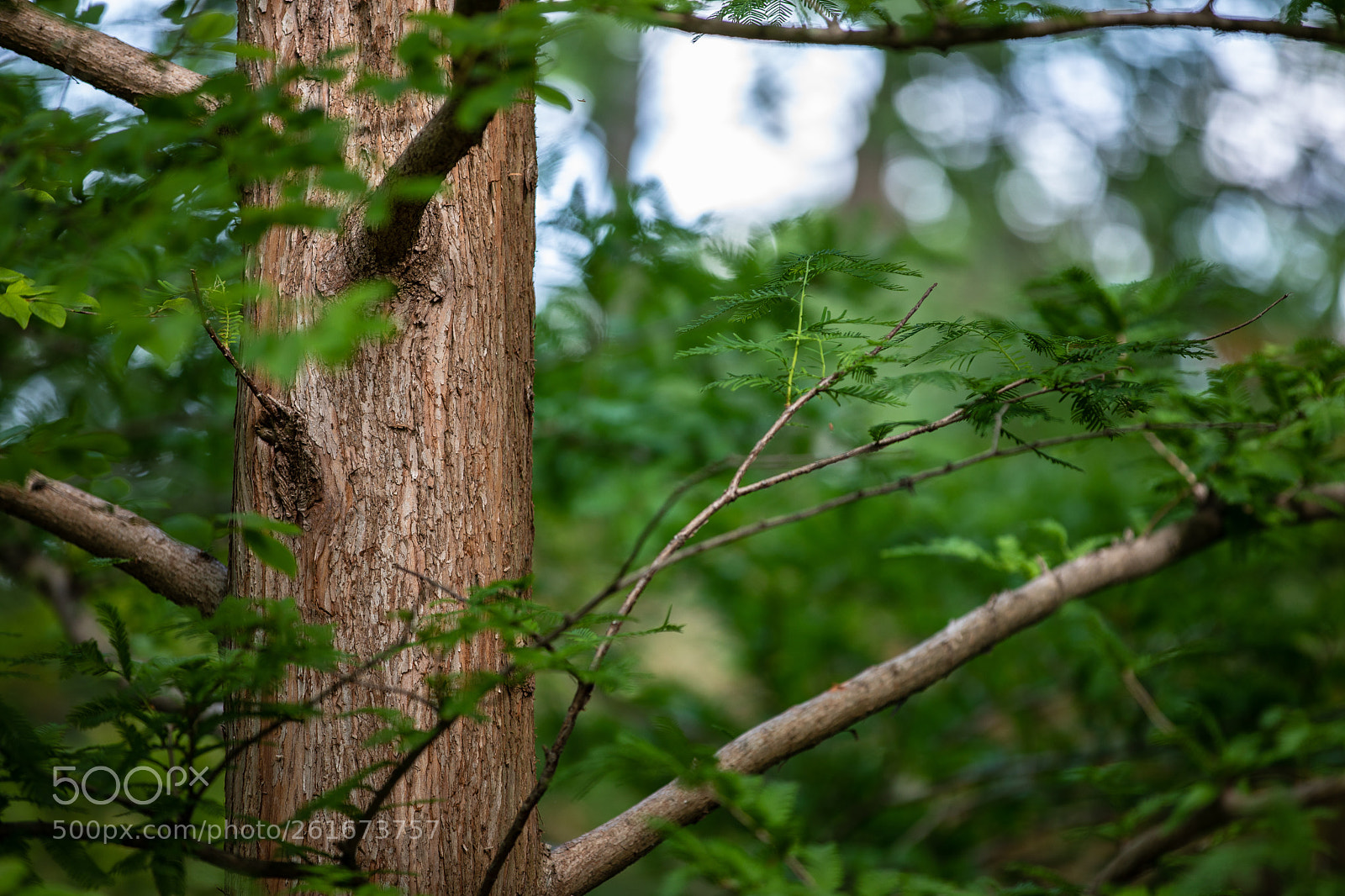 Canon EOS 5D Mark IV sample photo. A photography