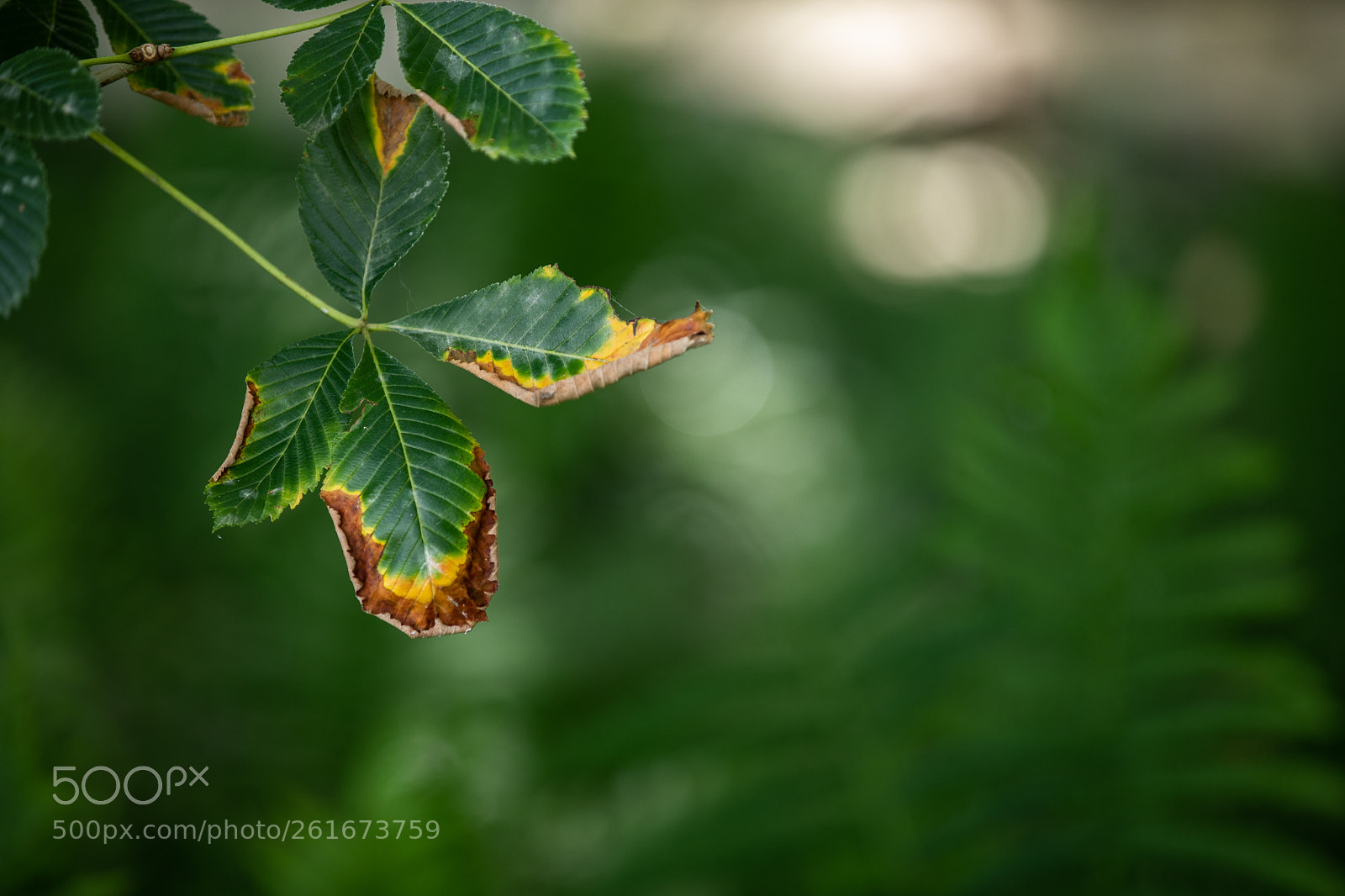 Canon EOS 5D Mark IV sample photo. A photography