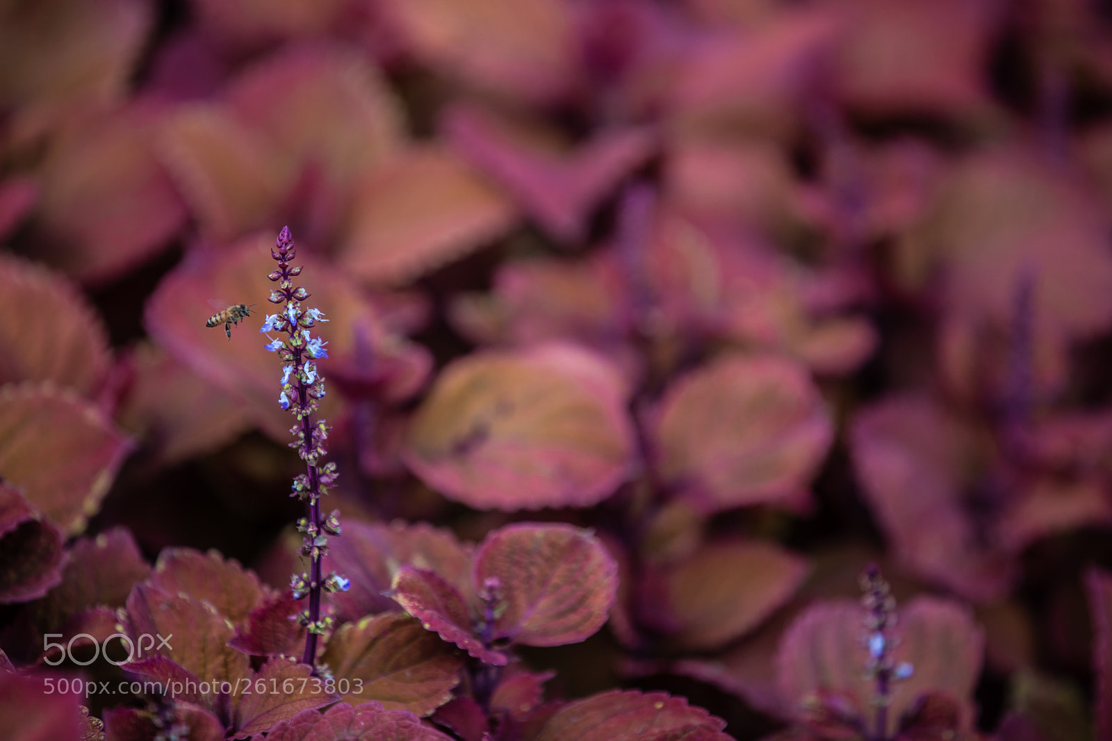 Canon EOS 5D Mark IV sample photo. A photography