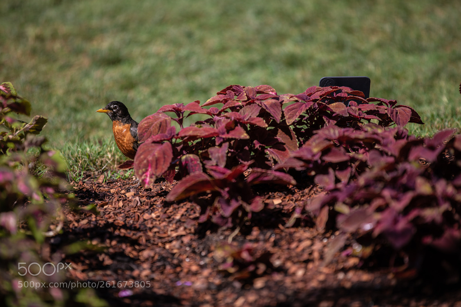 Canon EOS 5D Mark IV sample photo. A photography