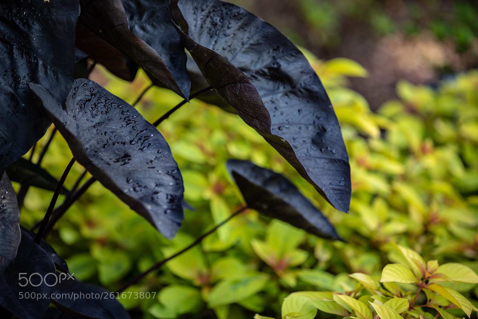 Canon EOS 5D Mark IV sample photo. A photography