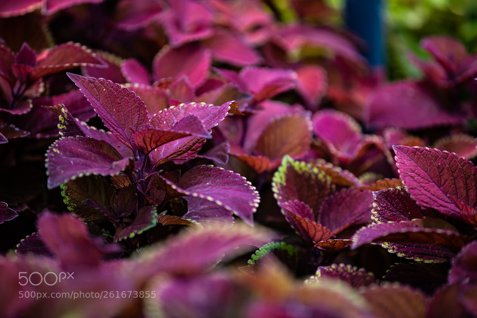 Canon EOS 5D Mark IV sample photo. A photography