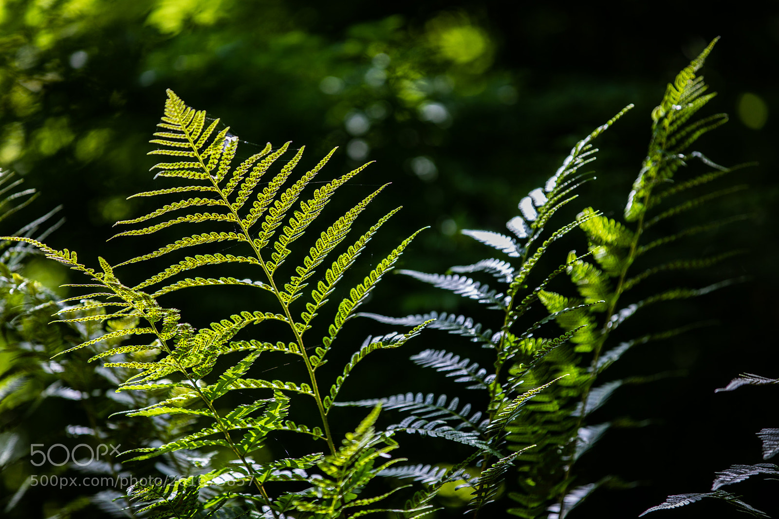Canon EOS 5D Mark IV sample photo. A photography