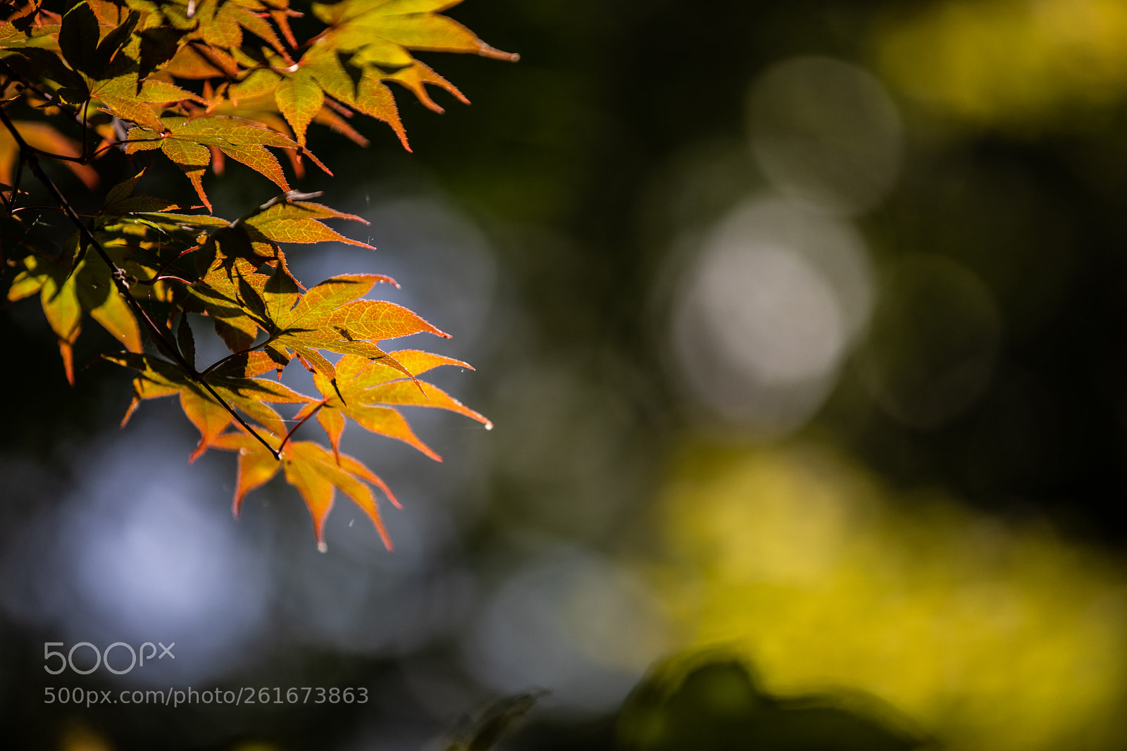 Canon EOS 5D Mark IV sample photo. A photography