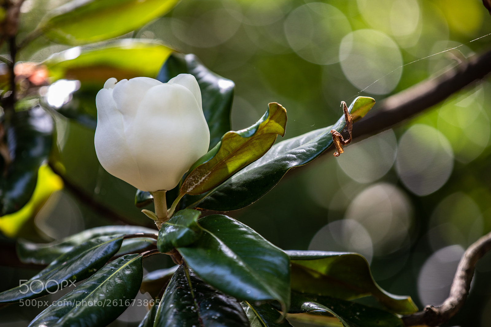 Canon EOS 5D Mark IV sample photo. A photography