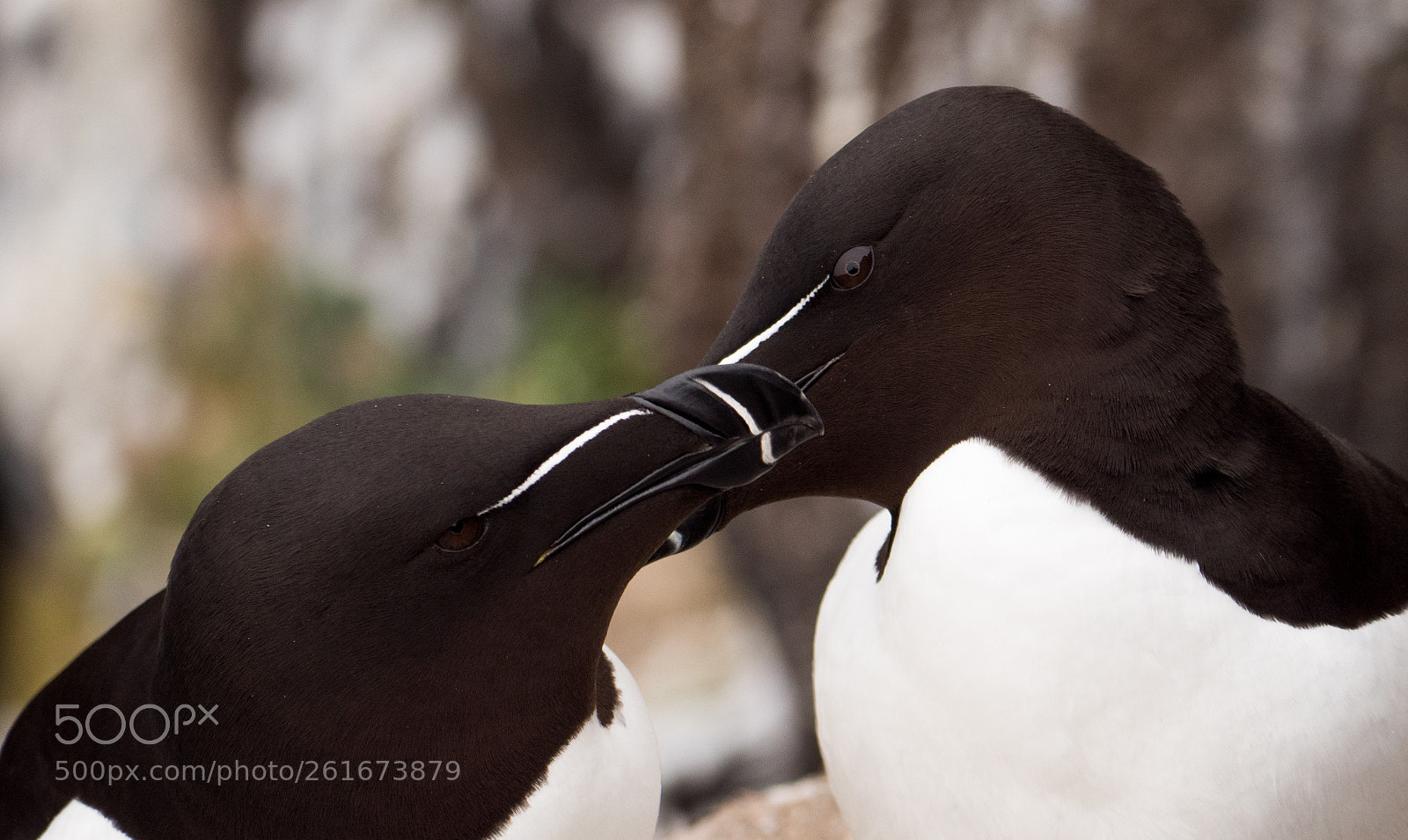 Panasonic Lumix DC-G9 sample photo. Razorbills photography