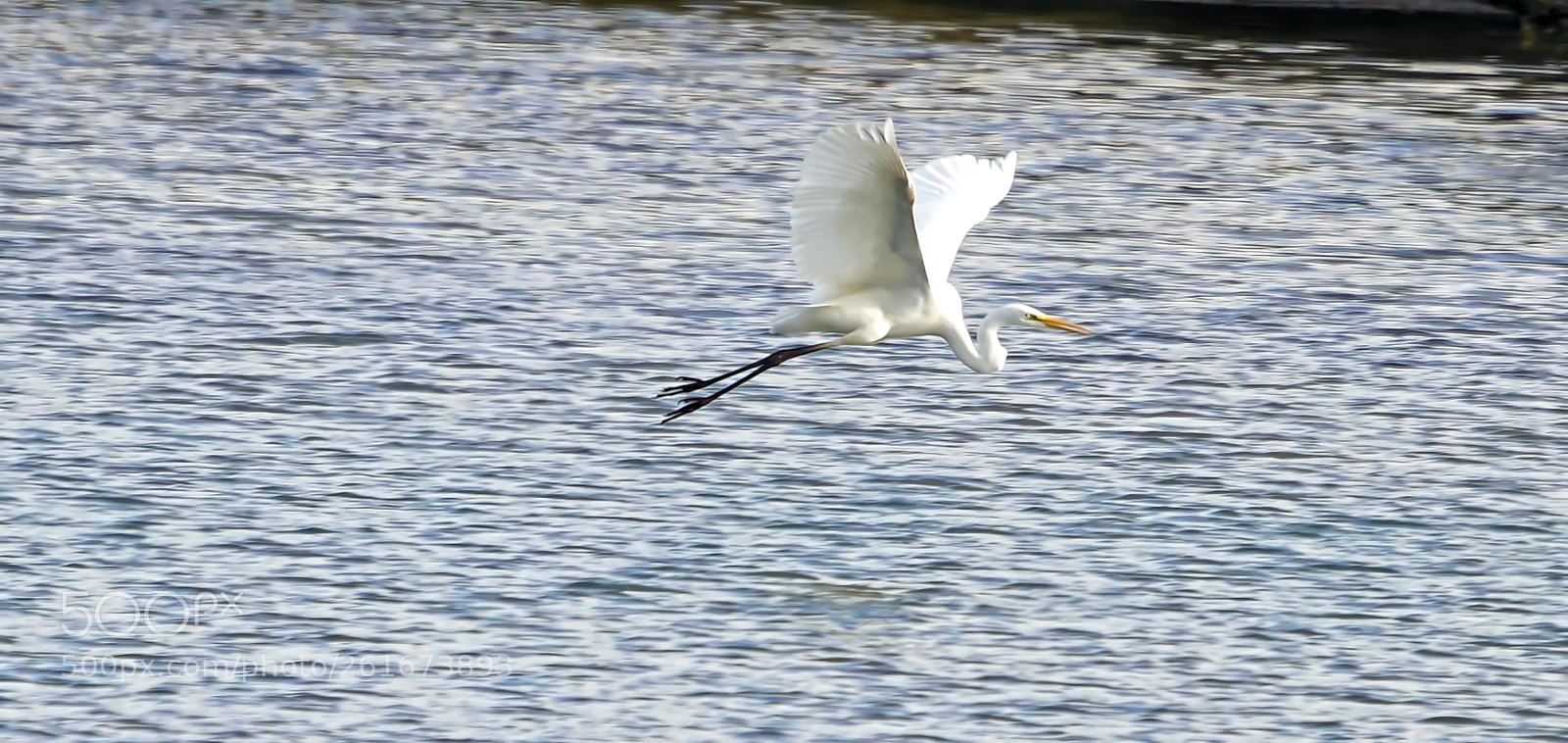 Sony a7R II sample photo. Egret photography