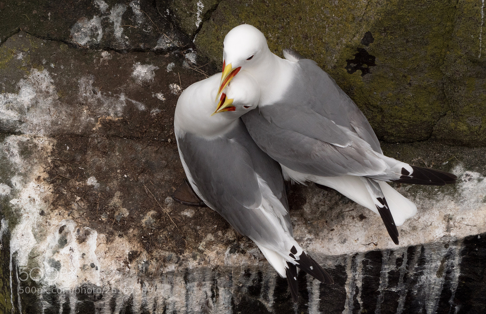 Panasonic Lumix DC-G9 sample photo. The kittiwakes photography