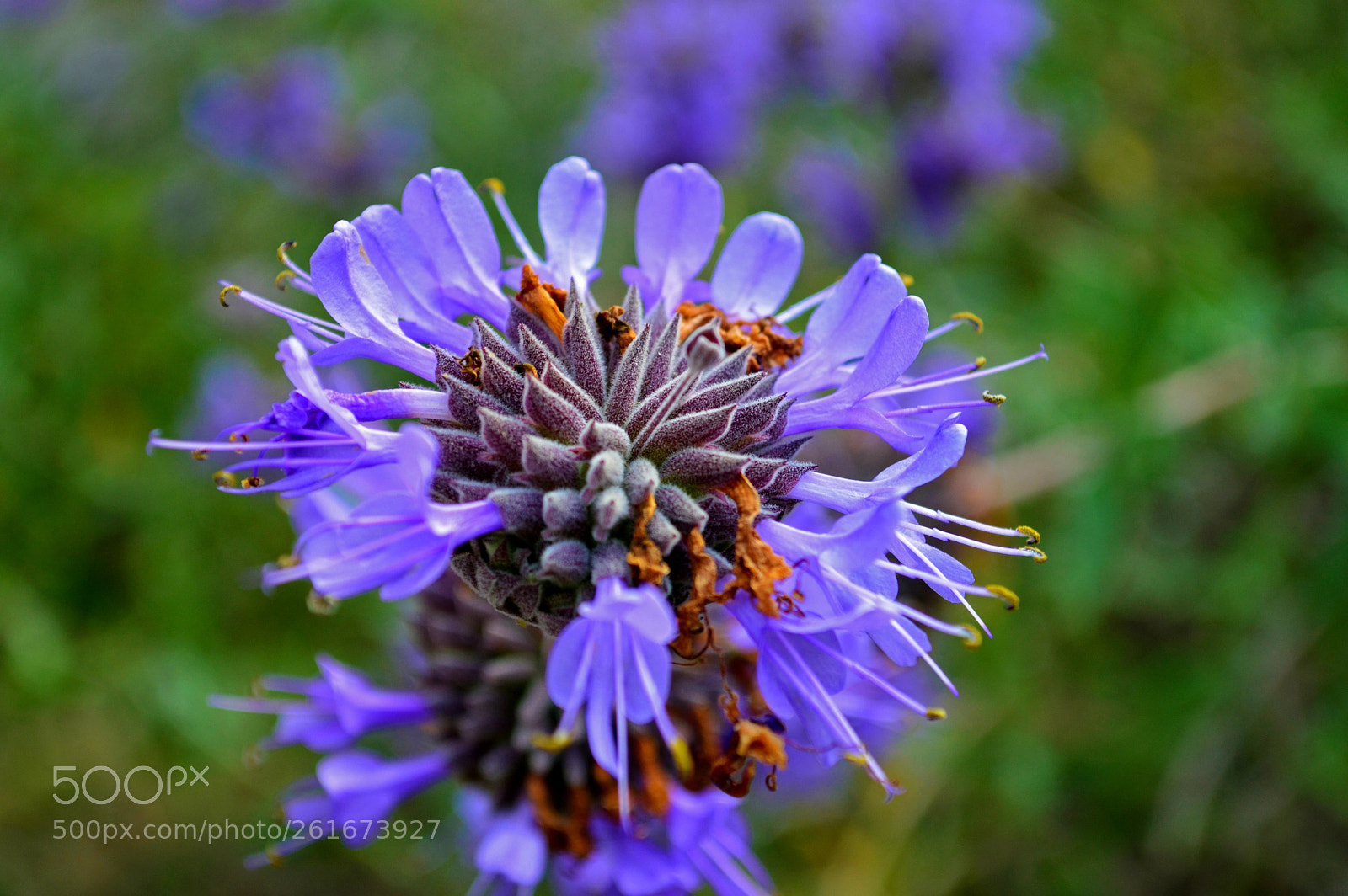 Nikon D3200 sample photo. California flower photography