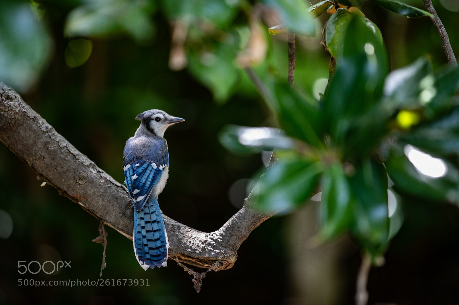 Canon EOS 5D Mark IV sample photo. A photography