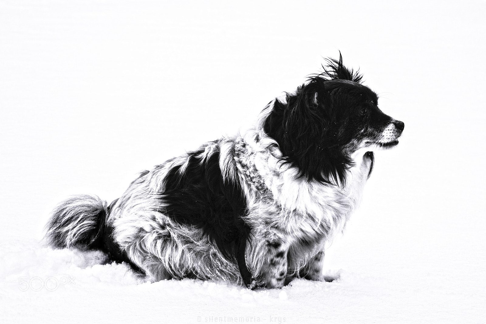Canon EOS 70D sample photo. The white out photography