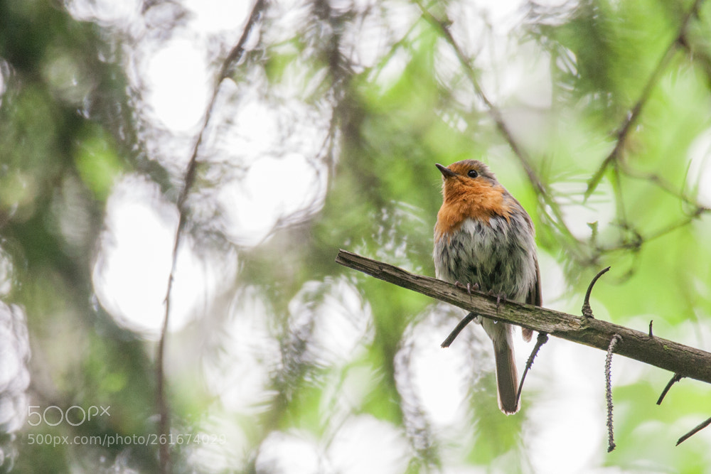 Canon EOS 350D (EOS Digital Rebel XT / EOS Kiss Digital N) sample photo. European robin (erithacus rubecula) photography
