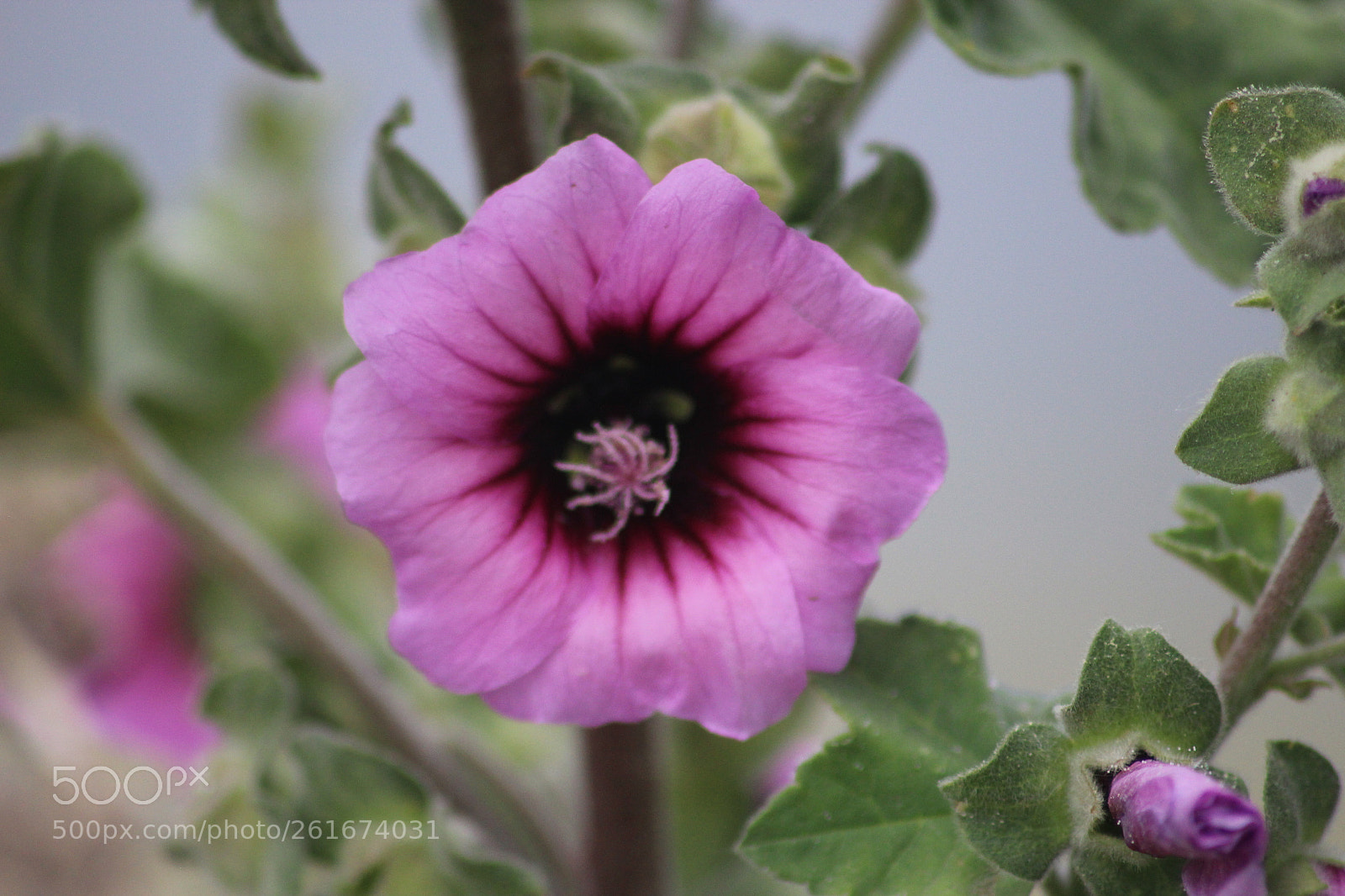 Canon EOS 600D (Rebel EOS T3i / EOS Kiss X5) sample photo. Nature photography