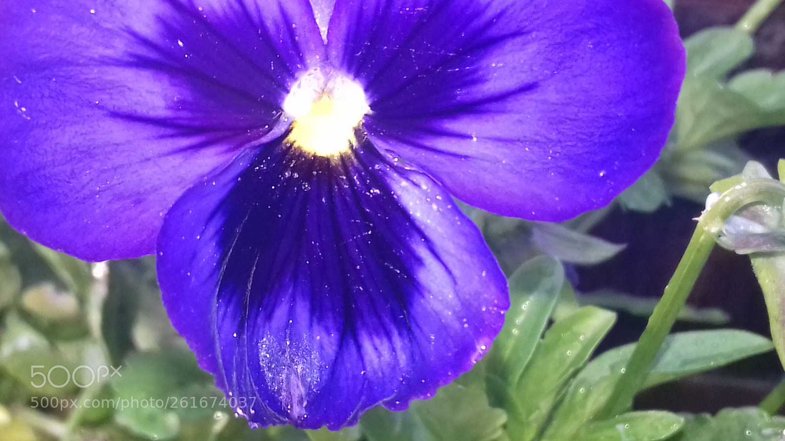 Samsung Galaxy J3(2016) sample photo. Pansy in my garden photography