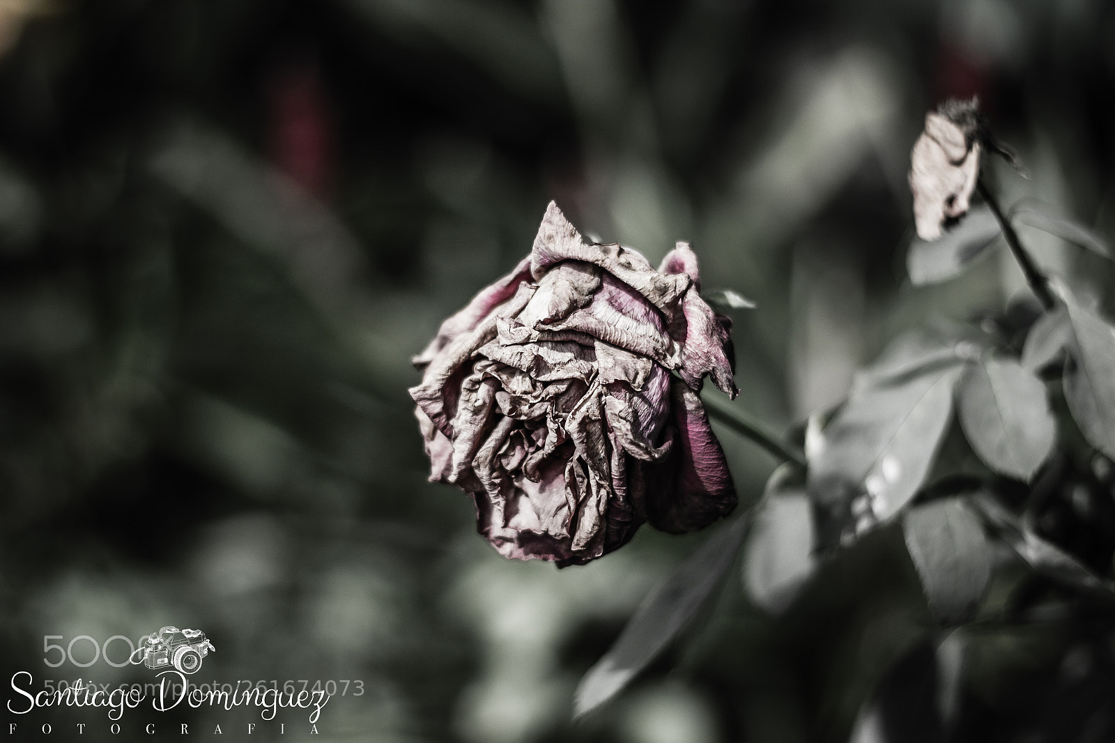 Canon EOS 550D (EOS Rebel T2i / EOS Kiss X4) sample photo. Rosa photography