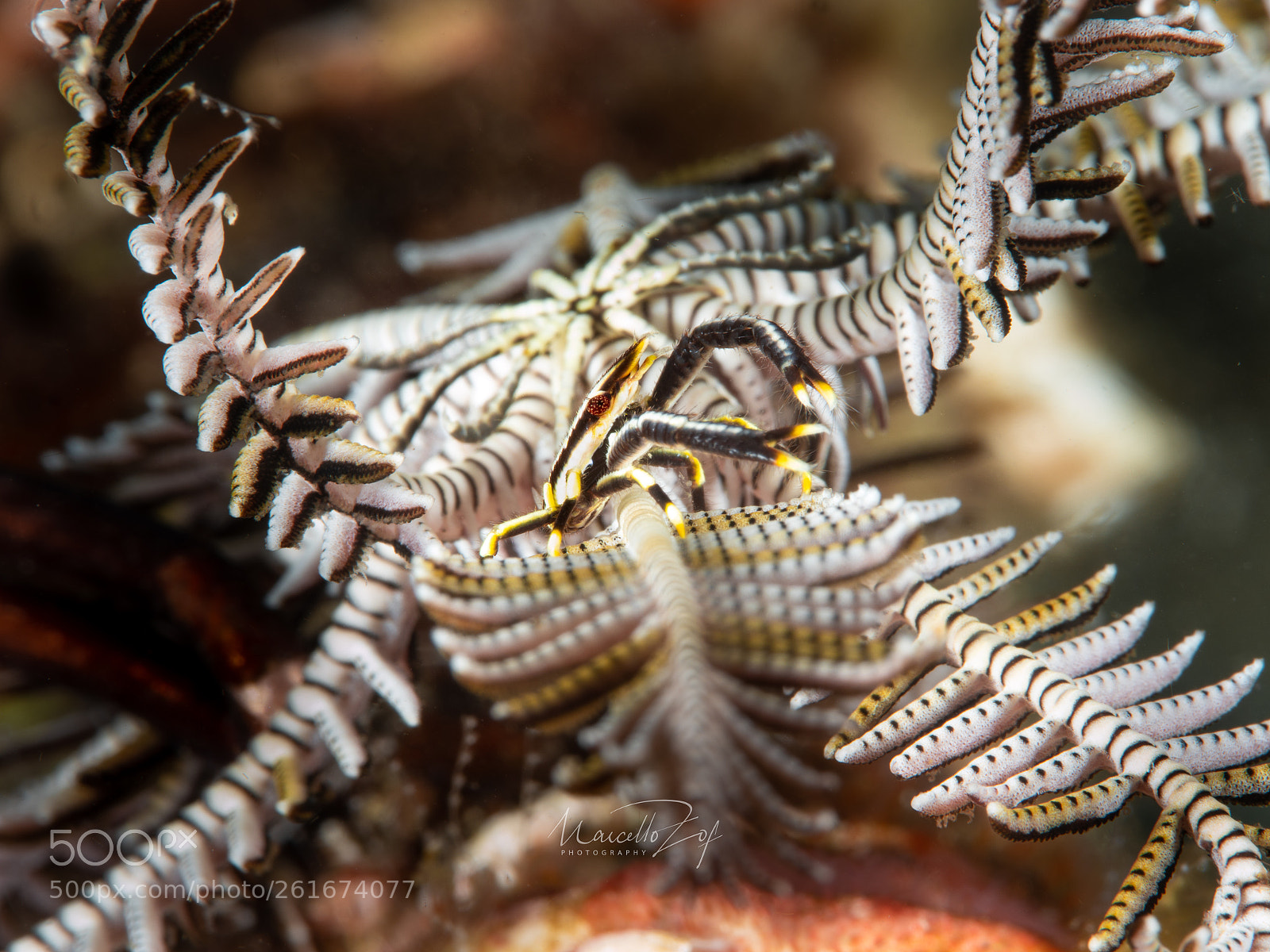 Panasonic Lumix DC-G9 sample photo. Crinoid squat lobster photography