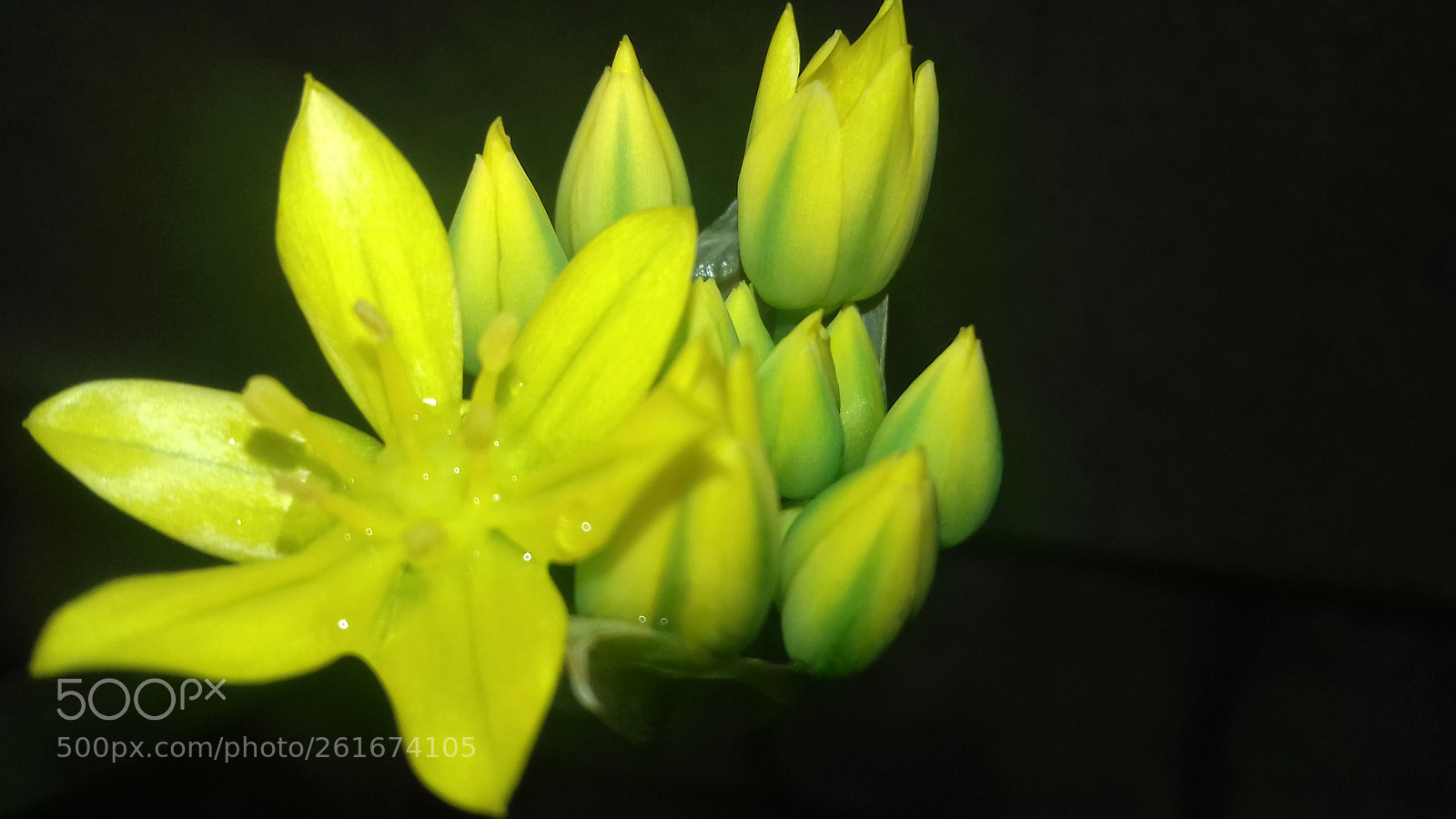 Samsung Galaxy J3(2016) sample photo. Flower in my garden photography