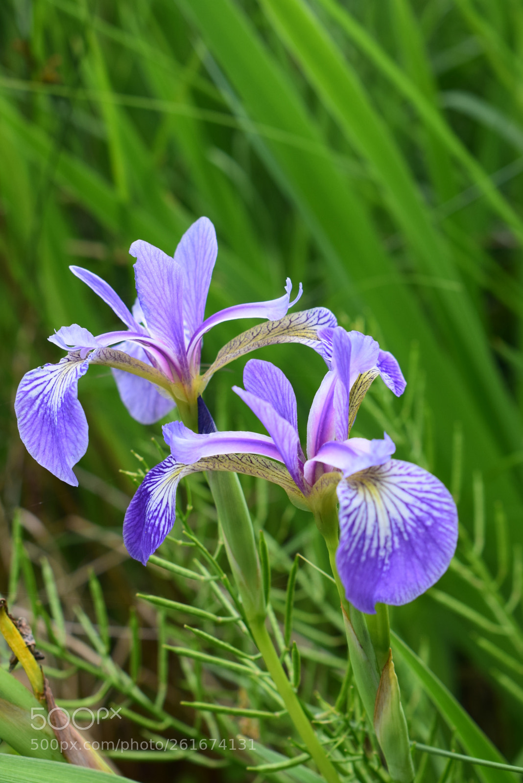 Nikon D3300 sample photo. Iris bleu photography
