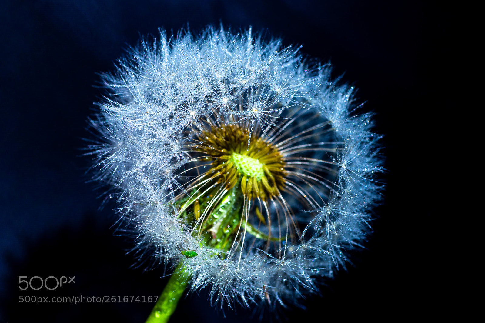 Canon EOS 6D sample photo. Dandelion in the dark photography