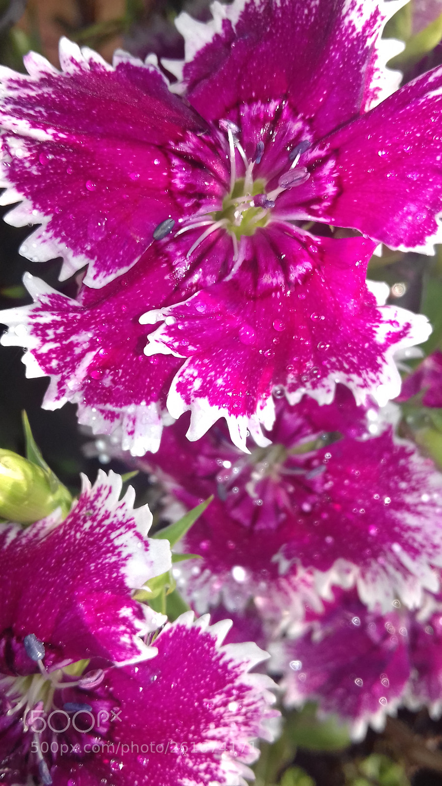Samsung Galaxy J3(2016) sample photo. Pretty in pink photography
