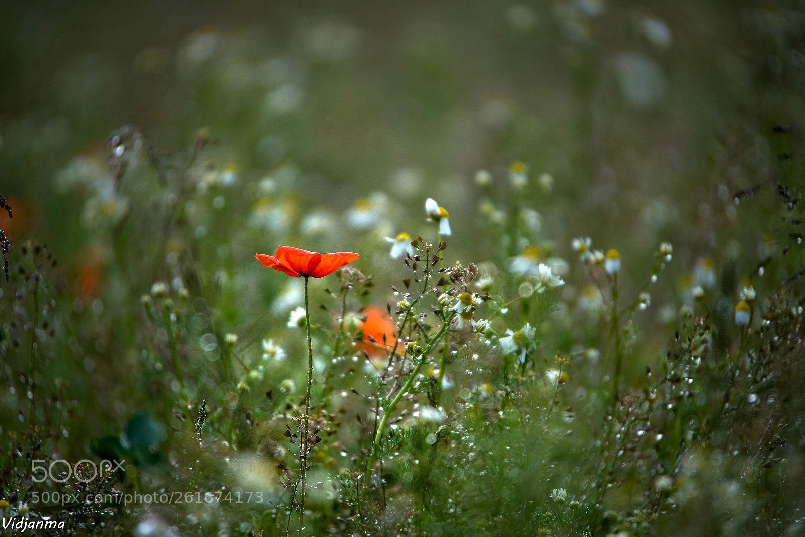 Nikon D610 sample photo. In the field photography