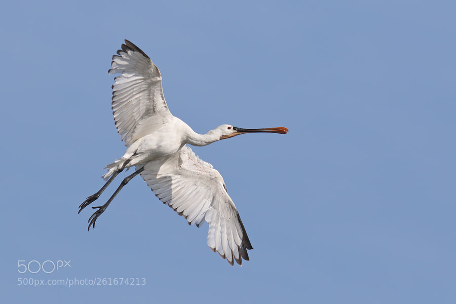 Canon EOS 7D Mark II sample photo. Spoonbill photography