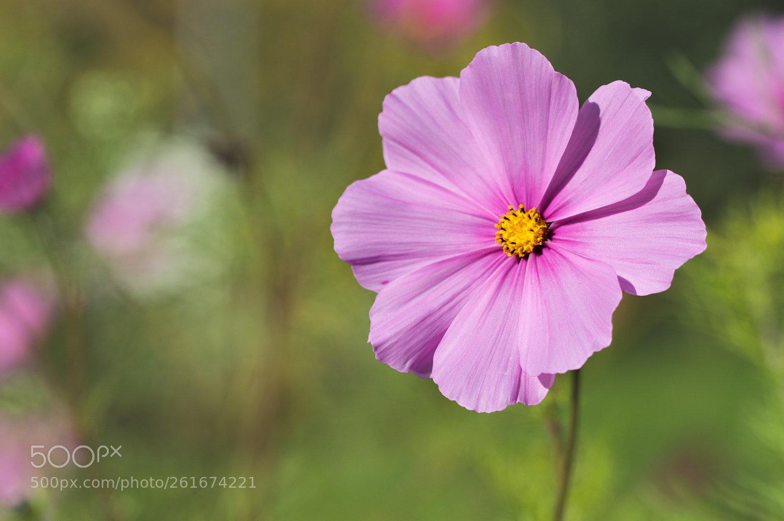 Nikon D3200 sample photo. Pink flower photography