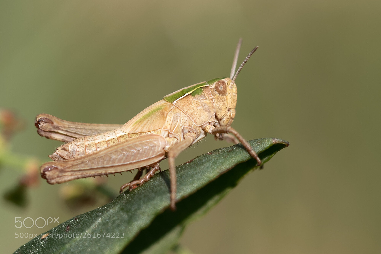 Canon EOS 7D Mark II sample photo. Grasshopper  photography