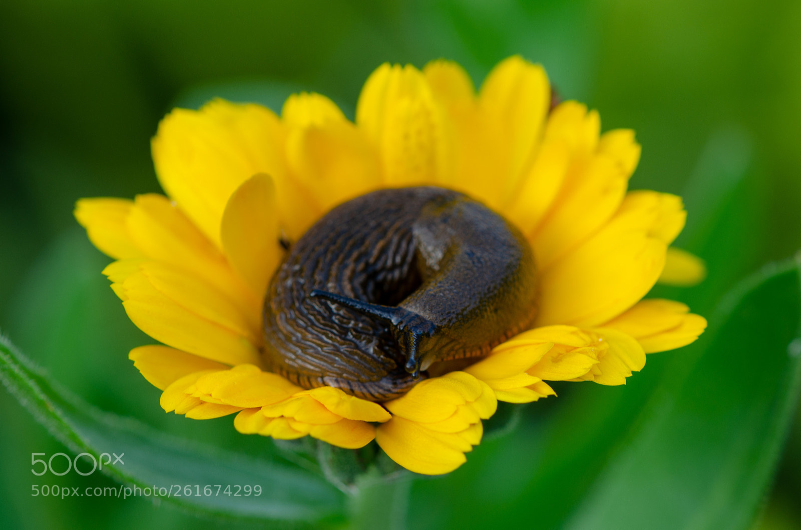 Nikon D5100 sample photo. Schnecke photography
