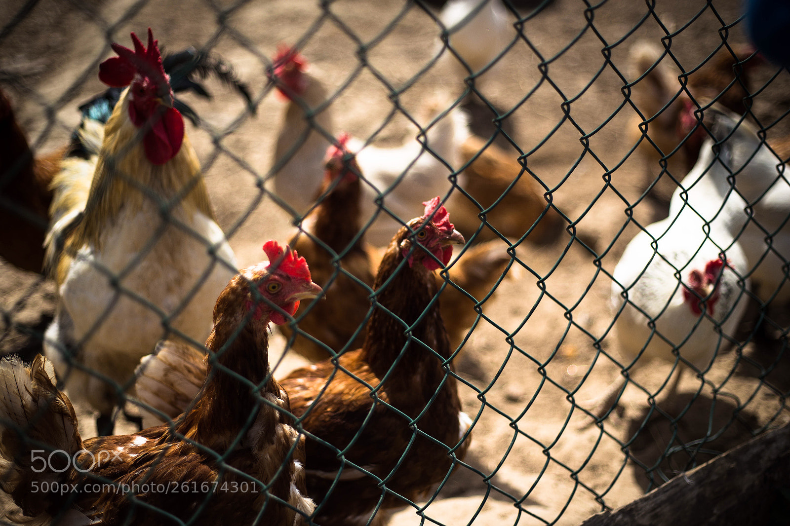 Canon EOS 6D sample photo. Untitled photography