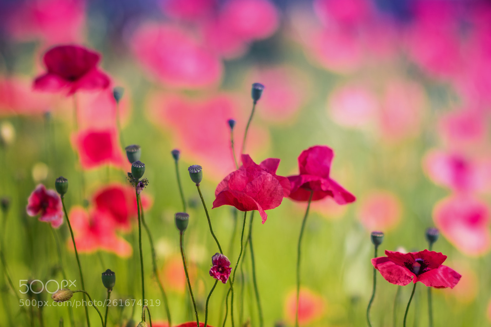 Pentax K-3 II sample photo. Poppies photography