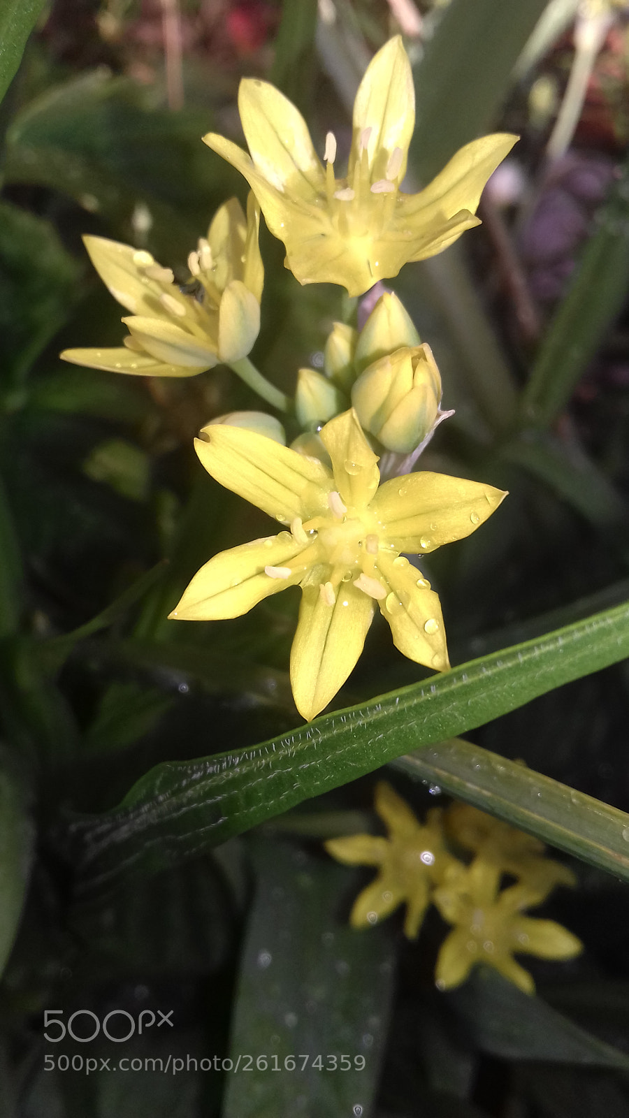 Samsung Galaxy J3(2016) sample photo. Yellow flower in my photography