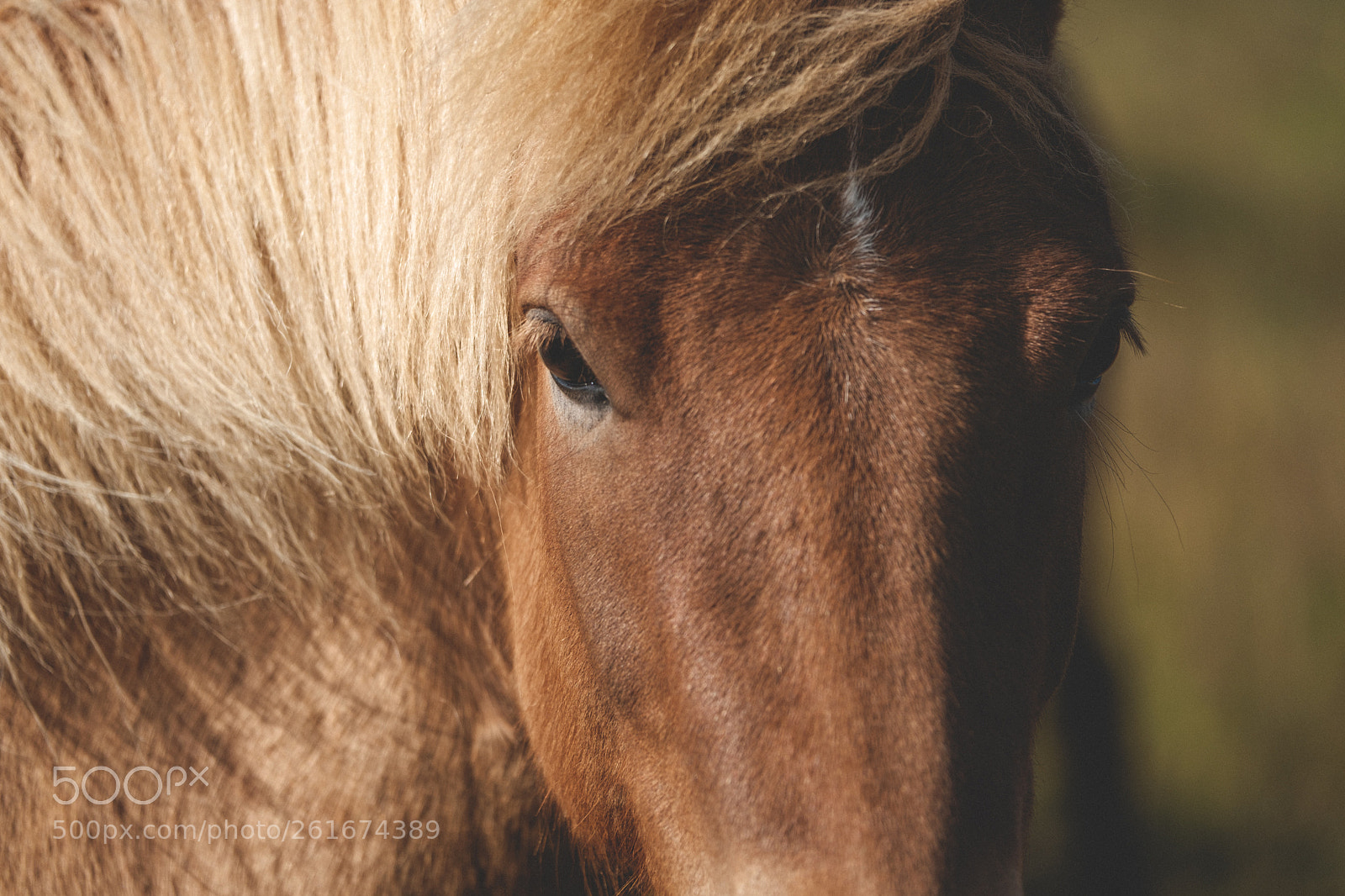 Fujifilm X-T2 sample photo. Íslenski hesturinn photography