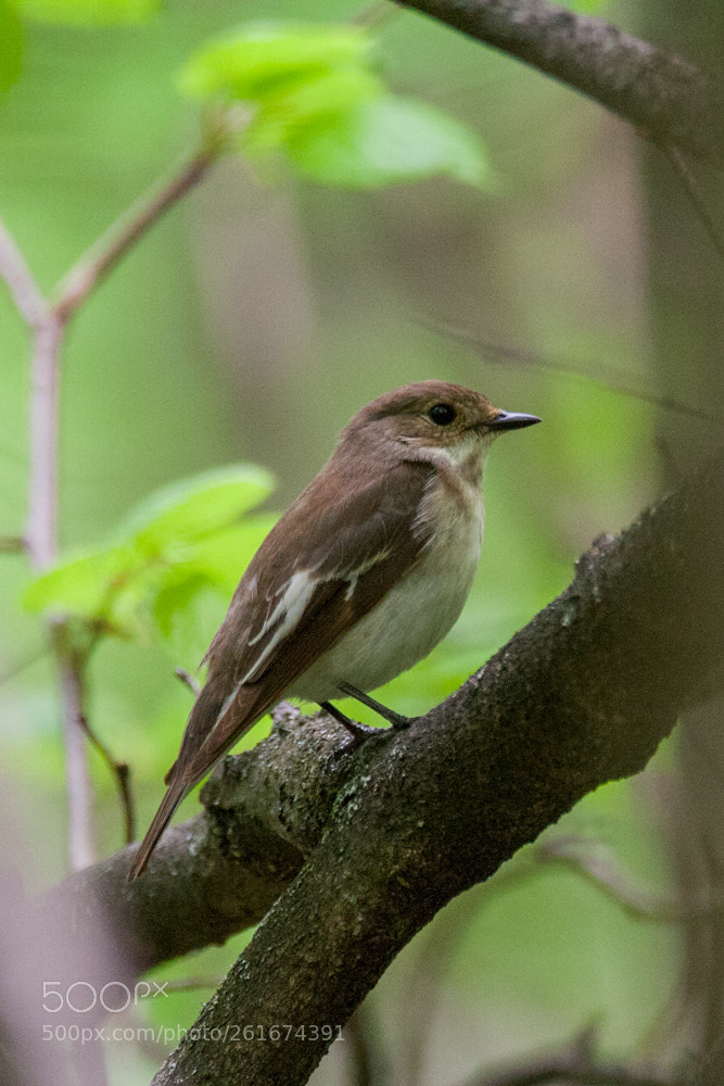 Canon EOS 350D (EOS Digital Rebel XT / EOS Kiss Digital N) sample photo. European pied flycatcher ficedula photography