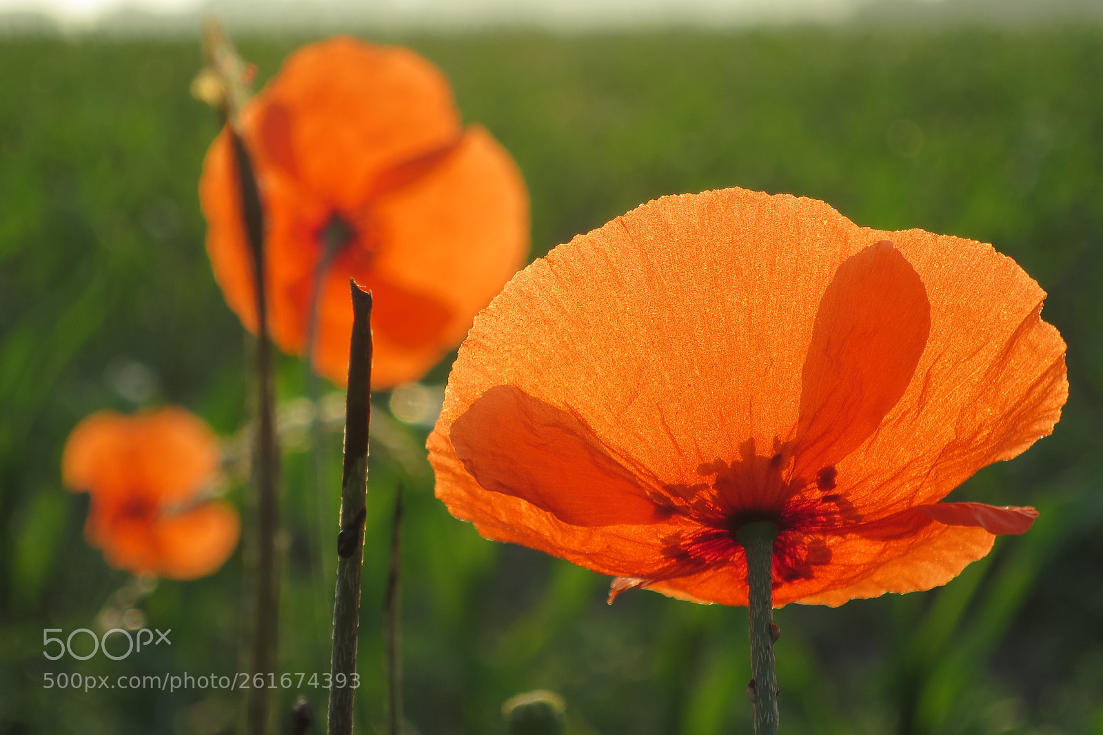Canon PowerShot S120 sample photo. Field poppy photography