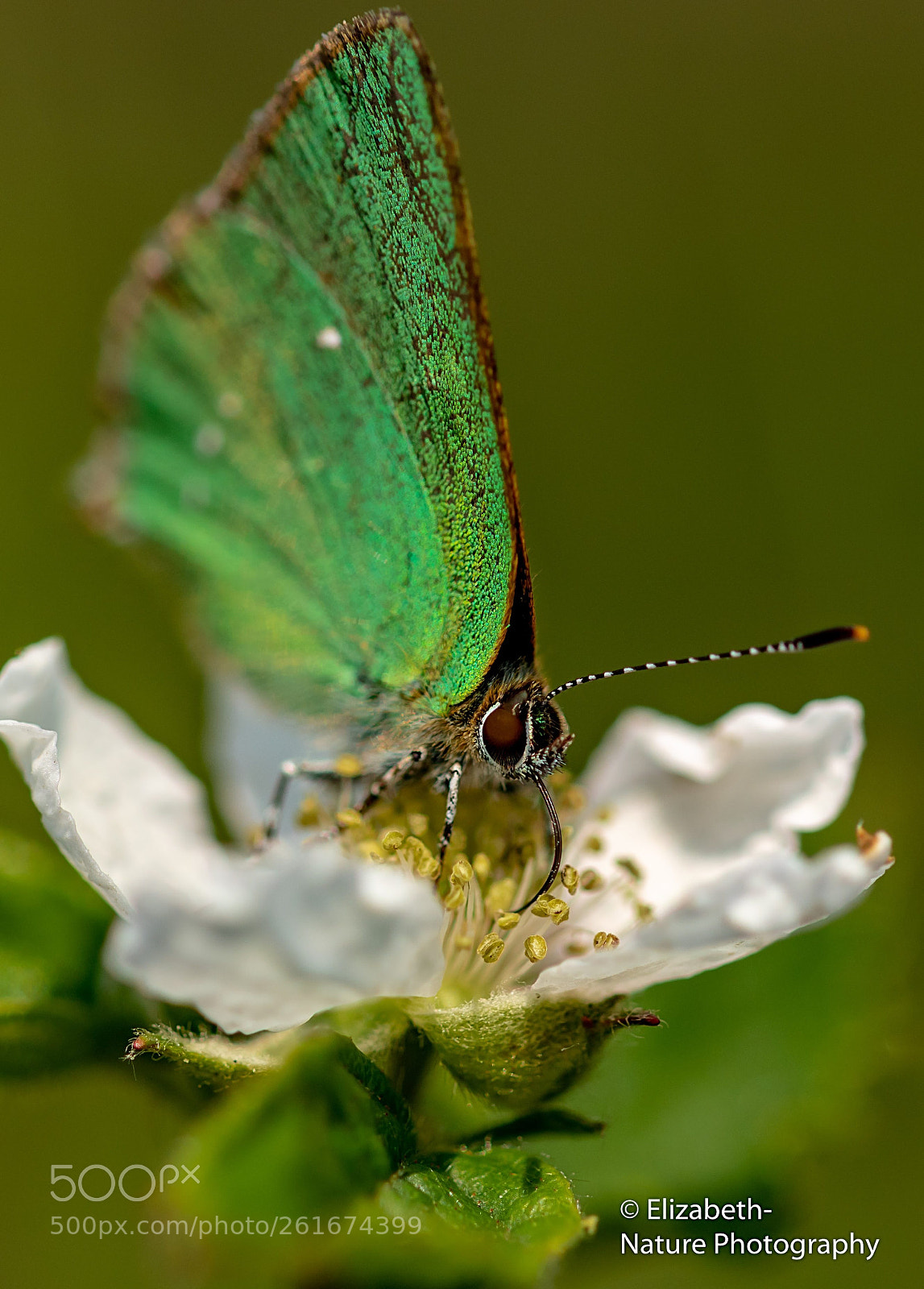 Nikon D500 sample photo. Green hairstreak feeding at photography