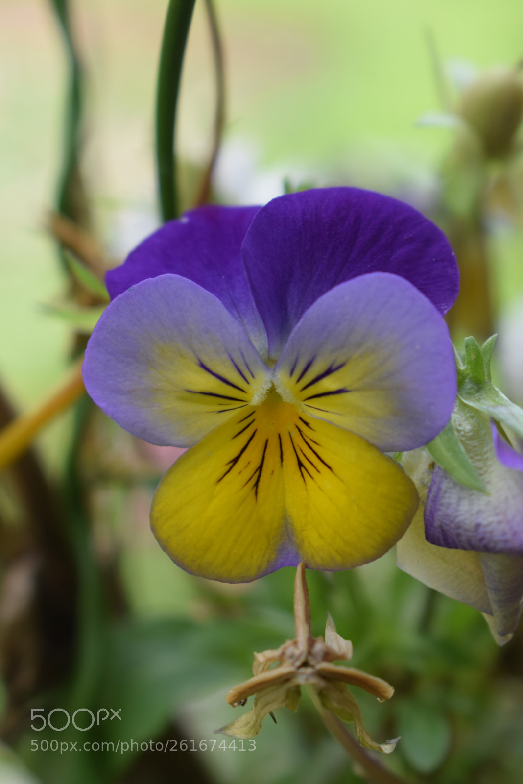 Nikon D3300 sample photo. Mini pensée photography