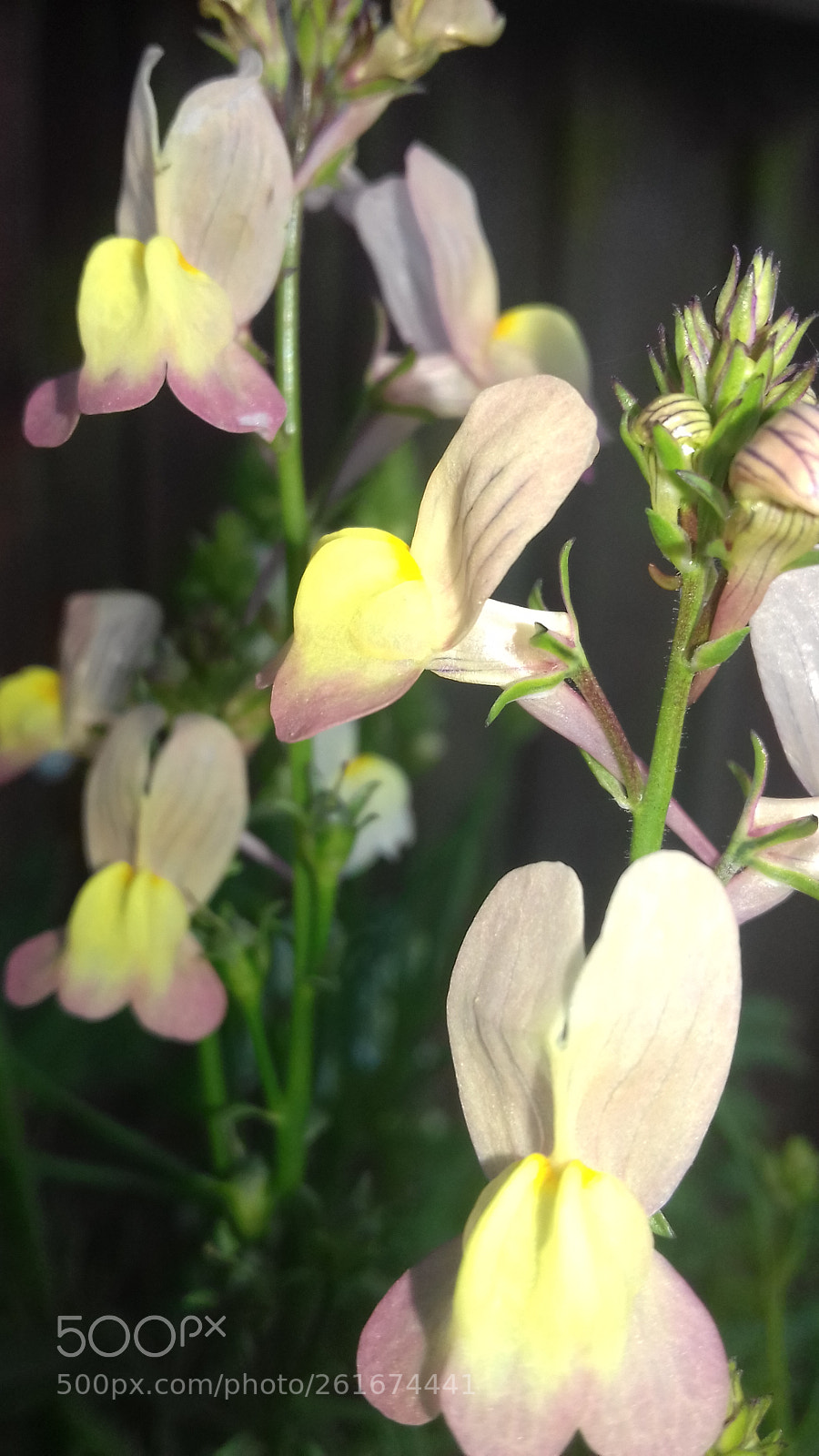 Samsung Galaxy J3(2016) sample photo. Flower photography